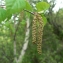  Mathieu MENAND - Betula pendula Roth