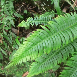 Photographie n°19969 du taxon Blechnum spicant (L.) Roth [1794]