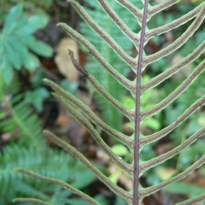 Photographie n°19971 du taxon Blechnum spicant (L.) Roth [1794]