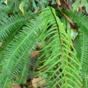 Photographie n°19974 du taxon Blechnum spicant (L.) Roth [1794]