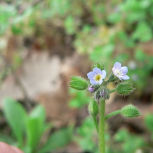 Photographie n°19982 du taxon Myosotis arvensis (L.) Hill [1764]