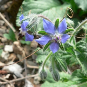 Photographie n°19983 du taxon Borago officinalis L. [1753]