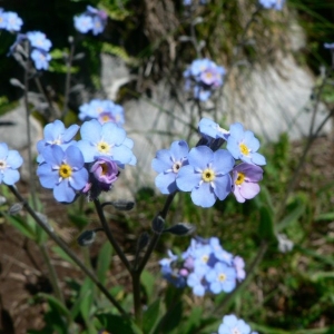 Myosotis decumbens subsp. teresiana (Sennen) Grau (Myosotis)