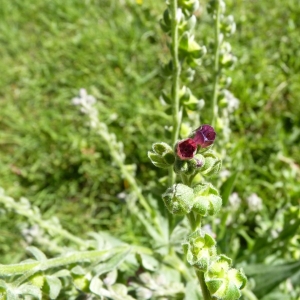 Photographie n°19986 du taxon Cynoglossum officinale L. [1753]