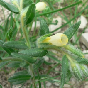 Photographie n°19987 du taxon Onosma fastigiata (Braun-Blanq.) Braun-Blanq. ex Lacaita [1924]