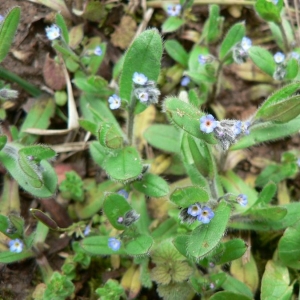 Photographie n°19989 du taxon Myosotis arvensis (L.) Hill [1764]