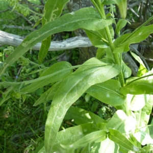 Photographie n°19994 du taxon Cynoglossum officinale L. [1753]