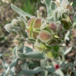 Photographie n°20001 du taxon Pardoglossum cheirifolium (L.) Barbier & Mathez [1973]