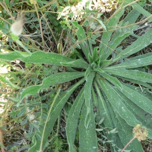 Photographie n°20003 du taxon Echium vulgare L. [1753]