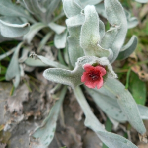 Photographie n°20006 du taxon Pardoglossum cheirifolium (L.) Barbier & Mathez [1973]