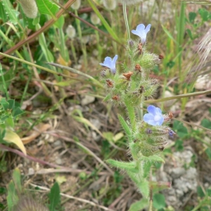 Photographie n°20007 du taxon Anchusa arvensis (L.) M.Bieb. [1808]