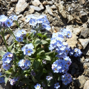  - Myosotis corsicana subsp. pyrenaeorum Blaise & Kerguélen [1992]