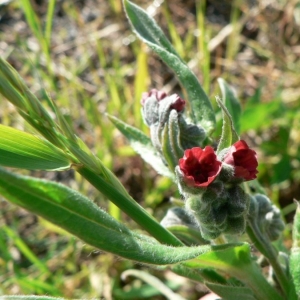 Photographie n°20014 du taxon Cynoglossum officinale L. [1753]