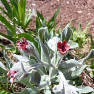 Photographie n°20016 du taxon Pardoglossum cheirifolium (L.) Barbier & Mathez [1973]