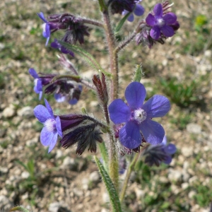 Photographie n°20020 du taxon Anchusa italica Retz. [1779]