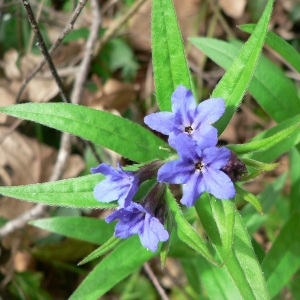 Photographie n°20027 du taxon Lithospermum purpurocaeruleum L. [1753]