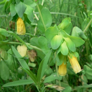 Photographie n°20038 du taxon Cerinthe major L. [1753]