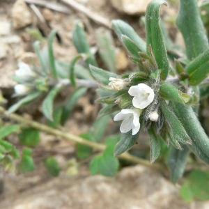 Photographie n°20039 du taxon Lithospermum arvense L. [1753]