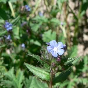 Photographie n°20041 du taxon Anchusa arvensis (L.) M.Bieb. [1808]