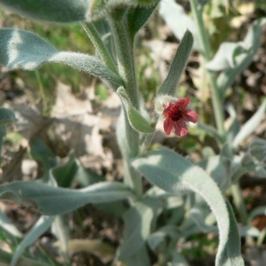 Photographie n°20042 du taxon Pardoglossum cheirifolium (L.) Barbier & Mathez [1973]