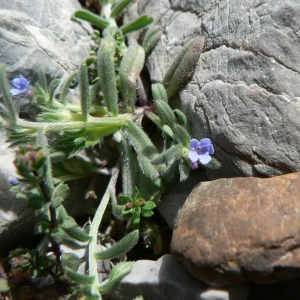 Photographie n°20045 du taxon Lithospermum incrassatum Guss. [1826]