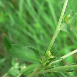 Photographie n°20048 du taxon Lithospermum officinale L. [1753]