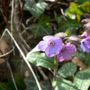 Photographie n°20056 du taxon Pulmonaria affinis Jord. [1854]