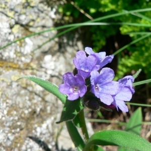 Photographie n°20065 du taxon Pulmonaria montana Lej. [1811]