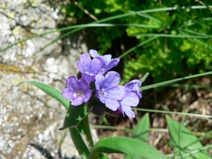 Mathieu MENAND, le 27 juin 2009 (Loudenvielle)