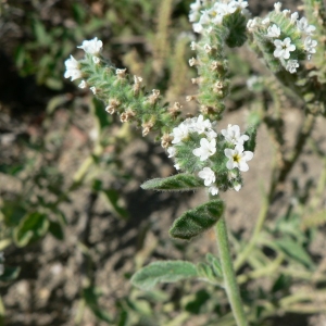 Photographie n°20066 du taxon Heliotropium europaeum L. [1753]