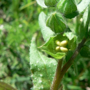 Echioides alba (DC.) Poir. (Nonnée blanche)