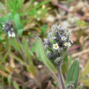  - Myosotis discolor subsp. dubia (Arrond.) Blaise [1972]