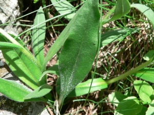 Mathieu MENAND, le 27 juin 2009 (Loudenvielle)