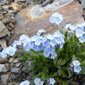 Myosotis sylvatica subsp. pyrenaica sensu auct. plur. (Myosotis des Pyrénéens)