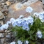  Mathieu MENAND - Myosotis corsicana subsp. pyrenaeorum Blaise & Kerguélen [1992]