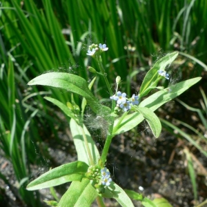  - Myosotis laxa subsp. cespitosa (Schultz) Hyl. ex Nordh. [1940]