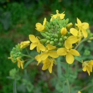 Photographie n°20091 du taxon Brassica napus L. [1753]