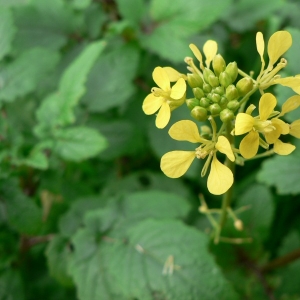 Photographie n°20097 du taxon Brassica nigra (L.) W.D.J.Koch [1833]