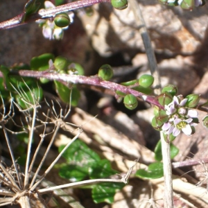 Photographie n°20098 du taxon Cochlearia danica L. [1753]