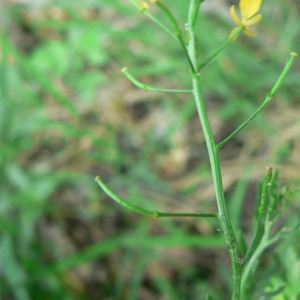 Photographie n°20114 du taxon Rorippa sylvestris (L.) Besser [1821]