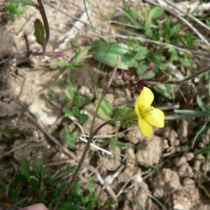 Photographie n°20116 du taxon Diplotaxis muralis (L.) DC. [1821]