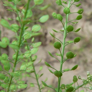 Photographie n°20123 du taxon Lepidium virginicum L. [1753]