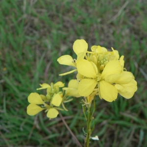 Photographie n°20125 du taxon Brassica nigra (L.) W.D.J.Koch [1833]