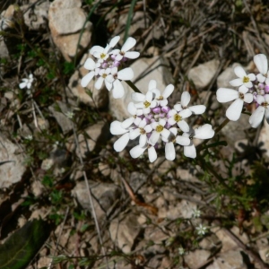 Photographie n°20126 du taxon Iberis pinnata L. [1755]