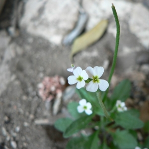 Crucifera africana (L.) E.H.L.Krause (Malcolmie d'Afrique)