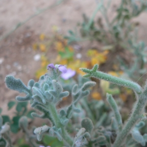 Photographie n°20131 du taxon Matthiola tricuspidata (L.) R.Br. [1812]