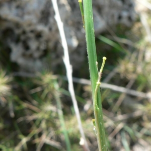 Photographie n°20132 du taxon Hirschfeldia incana (L.) Lagr.-Foss. [1847]