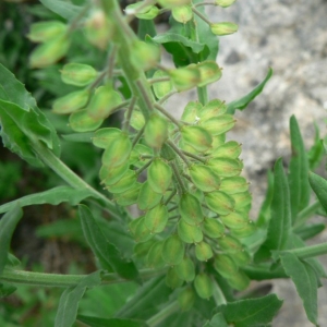 Photographie n°20133 du taxon Lepidium campestre (L.) R.Br. [1812]