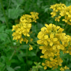 Photographie n°20140 du taxon Sisymbrium austriacum subsp. chrysanthum (Jord.) Rouy & Foucaud [1895]