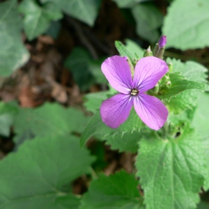 Photographie n°20141 du taxon Lunaria annua L.